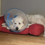 Labrit (Berger des Pyrénées)