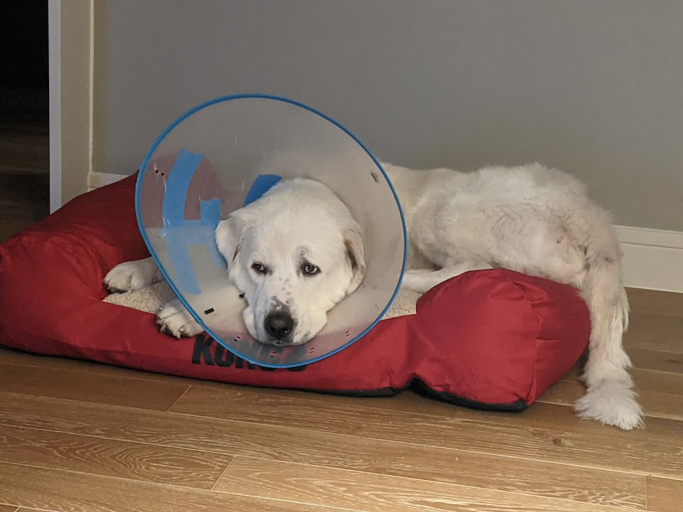 Labrit (Berger des Pyrénées)