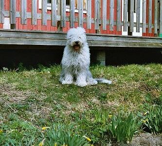 Bobtail (Berger Anglais Ancestral)