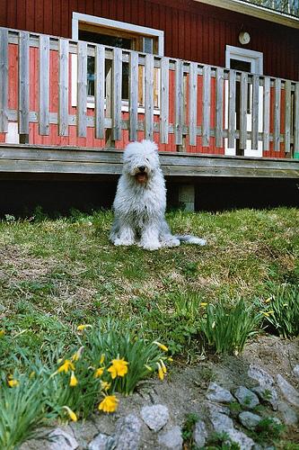 Bobtail (Berger Anglais Ancestral)
