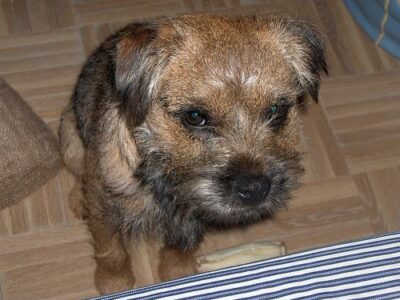 Border Terrier
