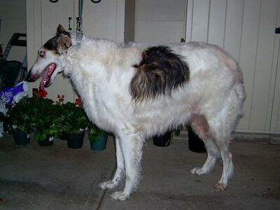Borzoi (Lévrier Russe)
