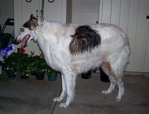 Borzoi (Lévrier Russe)