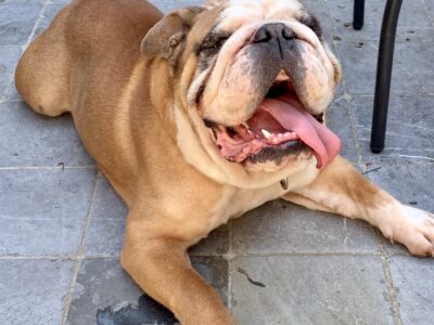 Bouledogue Américain