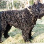 Bouvier des Flandres