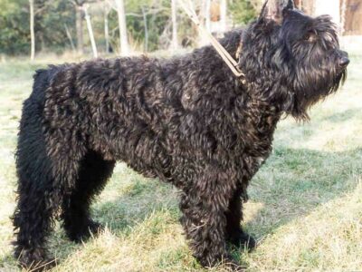 Faut-il un GPS pour son chien en 2026 ?