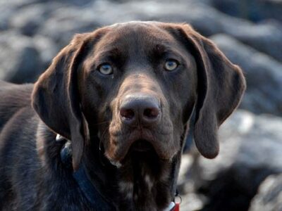 Braque de l&rsquo;Ariège