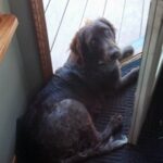 Braque de Saint-Germain