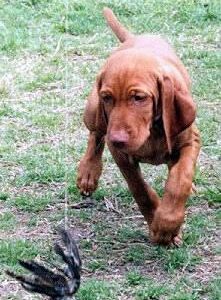 Braque Hongrois (Vizsla)