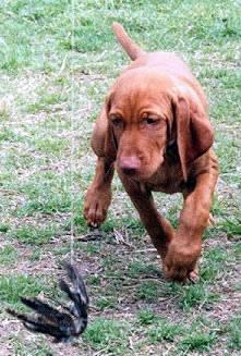 Braque Hongrois (Vizsla)