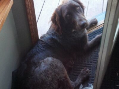 Braque Italien (Bracco Italiano)