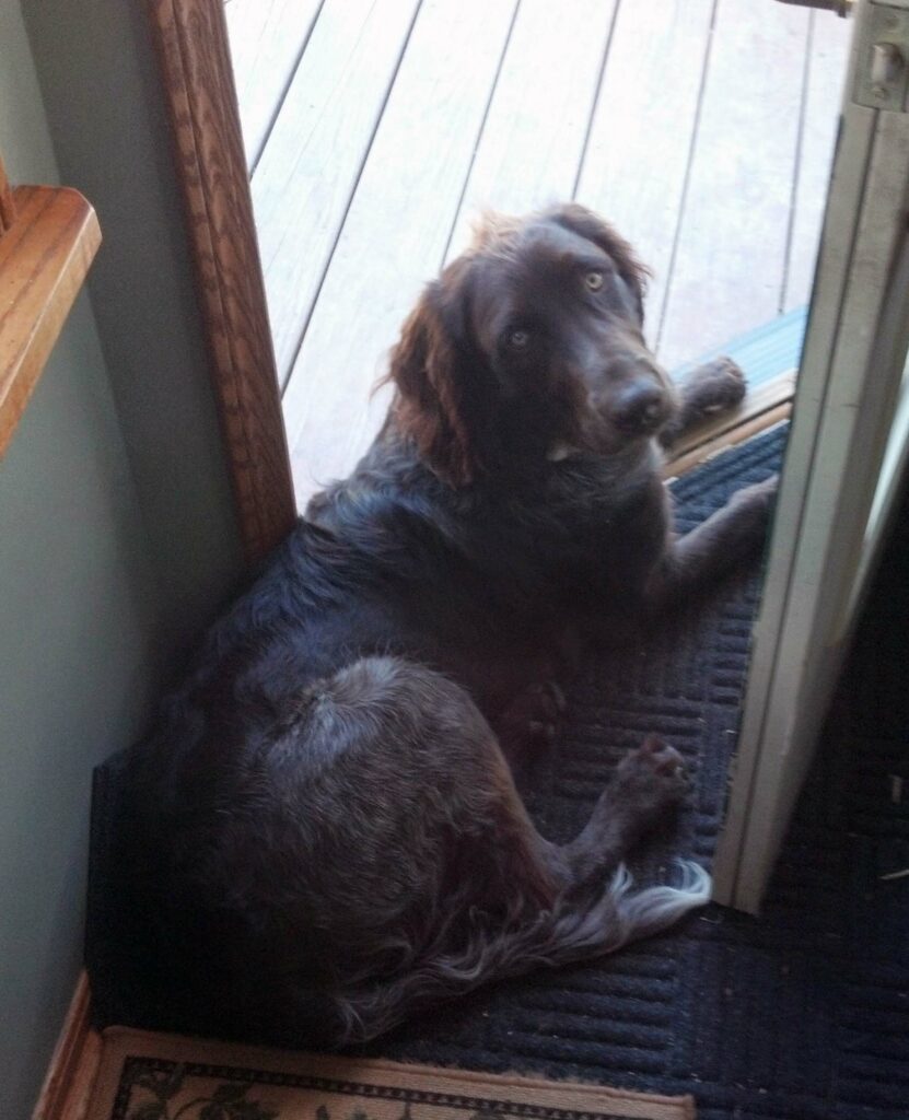 Braque Italien (Bracco Italiano)