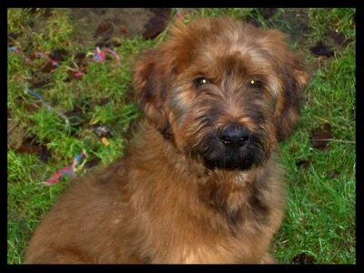 Briard