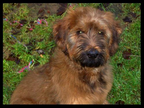 Briard