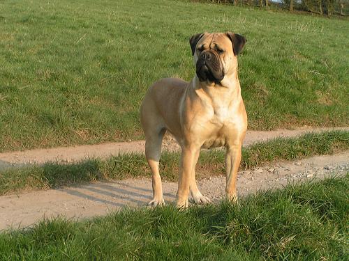 Bullmastiff