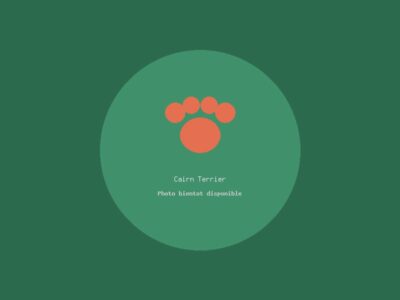 Cairn Terrier