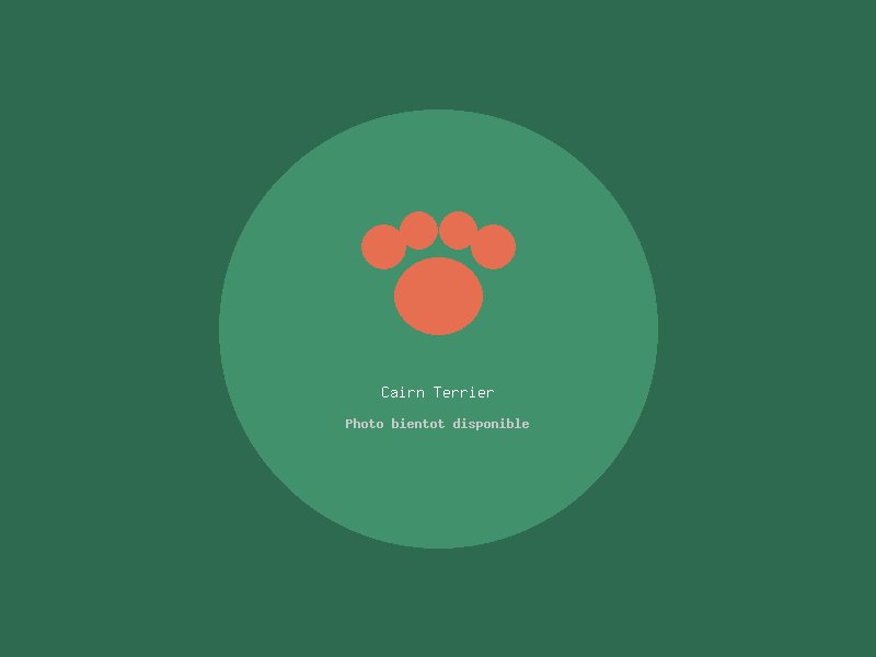 Cairn Terrier