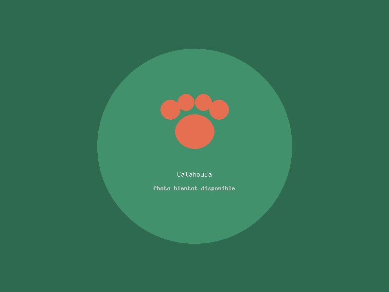 Catahoula Leopard Dog