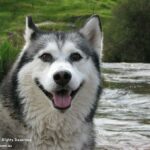 Chien-Loup de Saarloos