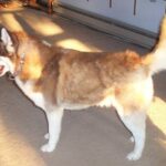 Chien-Loup Tchécoslovaque