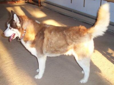 Chien-Loup Tchécoslovaque