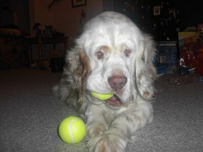 Clumber Spaniel