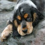 Cocker Américain