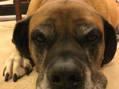 Dogo Canario (Presa Canario)