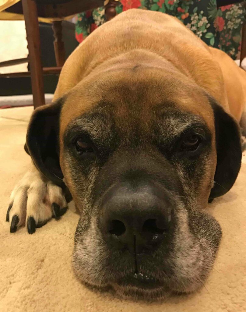 Dogo Canario (Presa Canario)