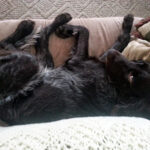 Drahthaar (Braque Allemand à poil dur)