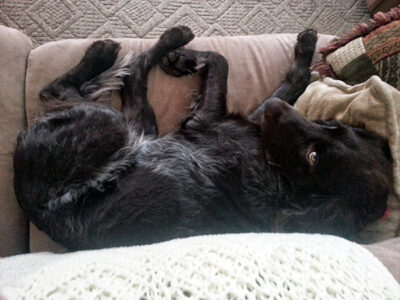 GPS chien : gadget ou indispensable ?