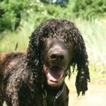 Épagneul de Pont-Audemer