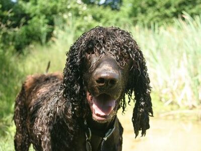 Épagneul de Pont-Audemer
