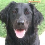Flat-Coated Retriever