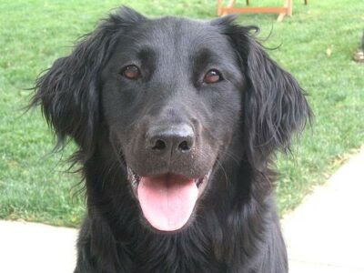 Flat-Coated Retriever