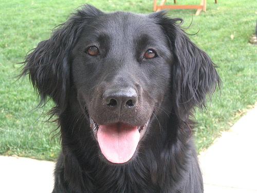 Flat-Coated Retriever