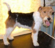 Fox Terrier