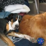 Grand Bouvier Suisse