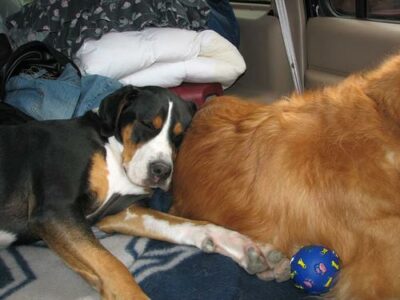 Grand Bouvier Suisse