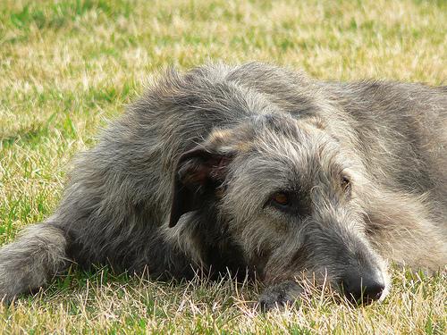 Irish Wolfhound
