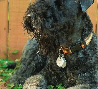 Kerry Blue Terrier