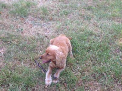 Cavalier King Charles (Ruby)