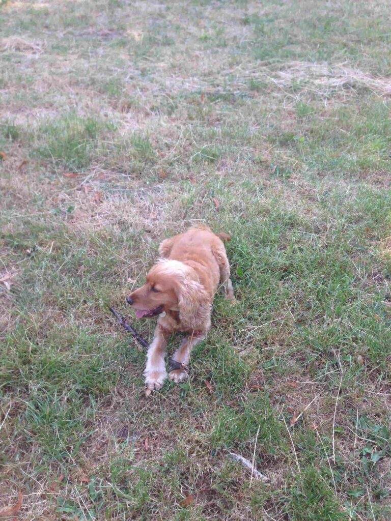 Cavalier King Charles (Ruby)