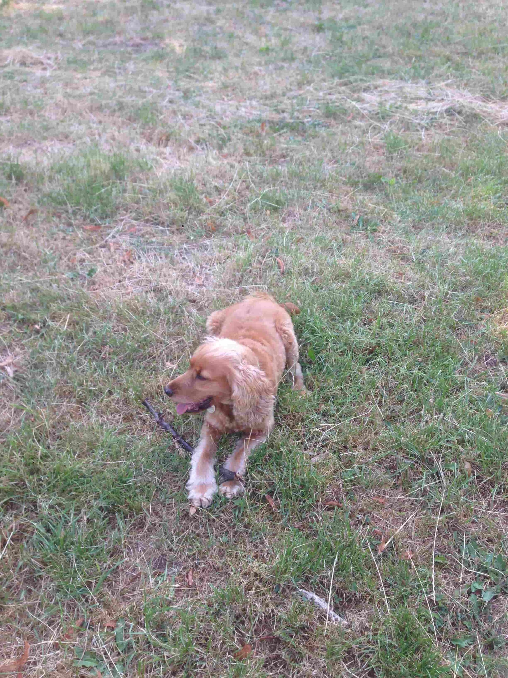 Cavalier King Charles (Ruby)