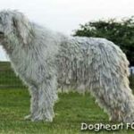 Komondor