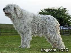 Komondor