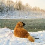 Leonberger