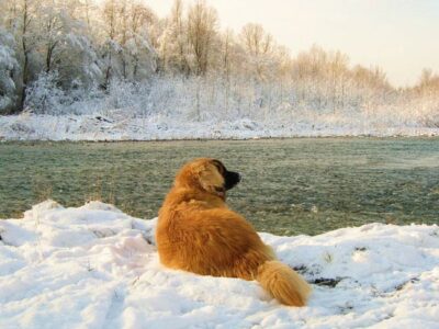 Leonberger
