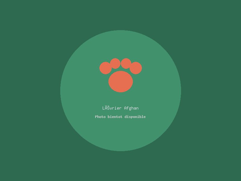 Lévrier Afghan