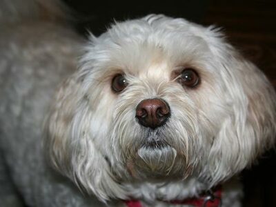 Lhasa Apso Tibétain